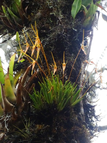 Barbosella cucullata