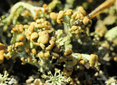 Cladonia botrytes