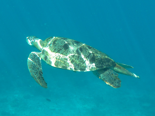 Green Sea Turtle (Chelonia mydas)