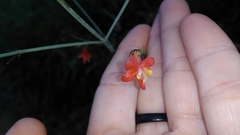 Bush Mint (Hypenia)