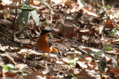 Cossypha albicapillus