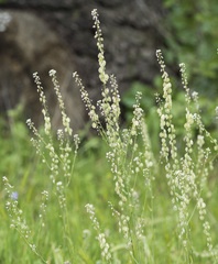 Thysanocarpus curvipes