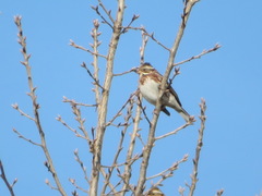 Emberiza rustica