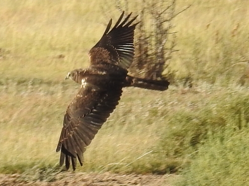 African Marsh Harrier (Circus ranivorus)