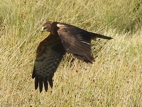 African Marsh Harrier (Circus ranivorus), photo 2