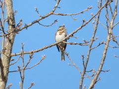 Emberiza rustica
