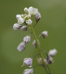 Thysanocarpus curvipes