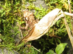 Pristimantis diadematus