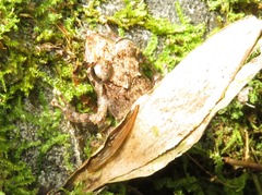 Pristimantis diadematus