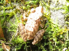Pristimantis diadematus