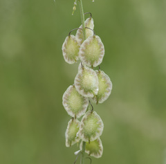 Thysanocarpus curvipes
