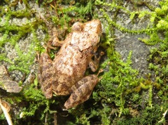 Pristimantis diadematus