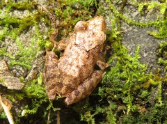 Pristimantis diadematus