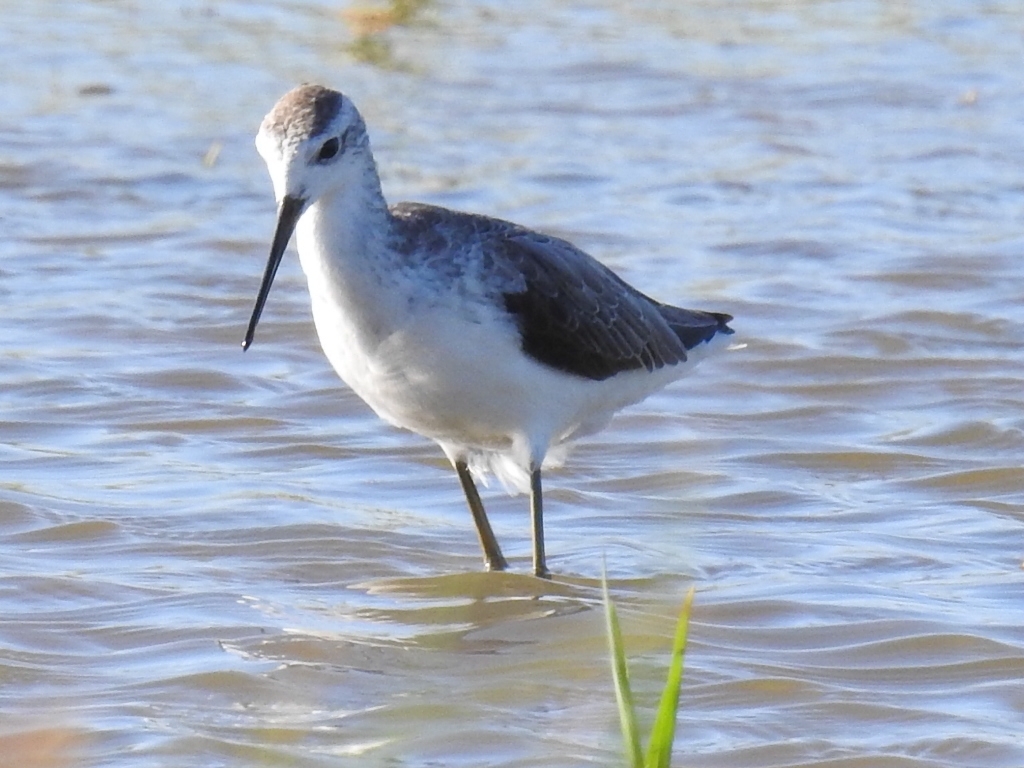 Marsh Sandpiper (Tringa stagnatilis), photo 4