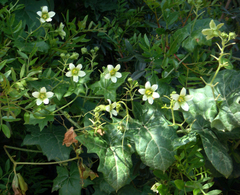 Bryonia cretica marmorata