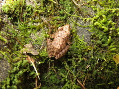 Pristimantis diadematus