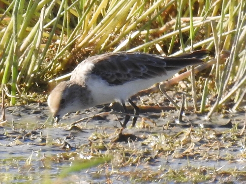 Little Stint (Calidris minuta)