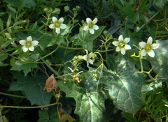 Bryonia cretica marmorata