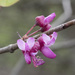 Cercis occidentalis - Photo (c) Todd Ramsden, μερικά δικαιώματα διατηρούνται (CC BY-NC), uploaded by Todd Ramsden