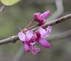 Western Redbud - Photo (c) Todd Ramsden, some rights reserved (CC BY-NC), uploaded by Todd Ramsden