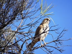 Falco cenchroides cenchroides