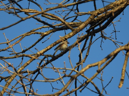Tufted Titmouse