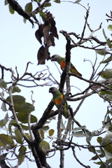 Poicephalus senegalus