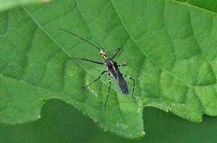 Zelus laticornis