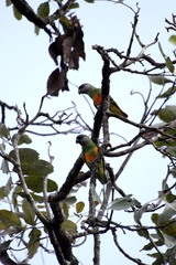 Poicephalus senegalus