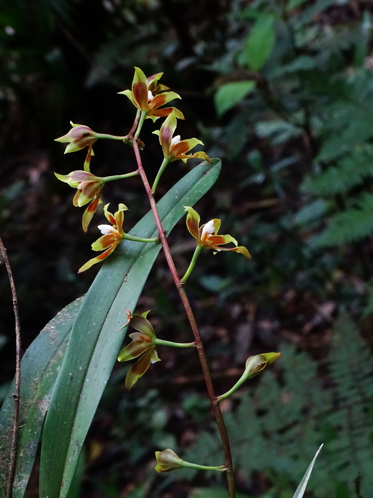 Oncidium cruentoides