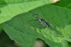 Zelus laticornis