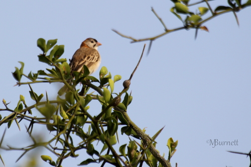 Speckle-fronted Weaver