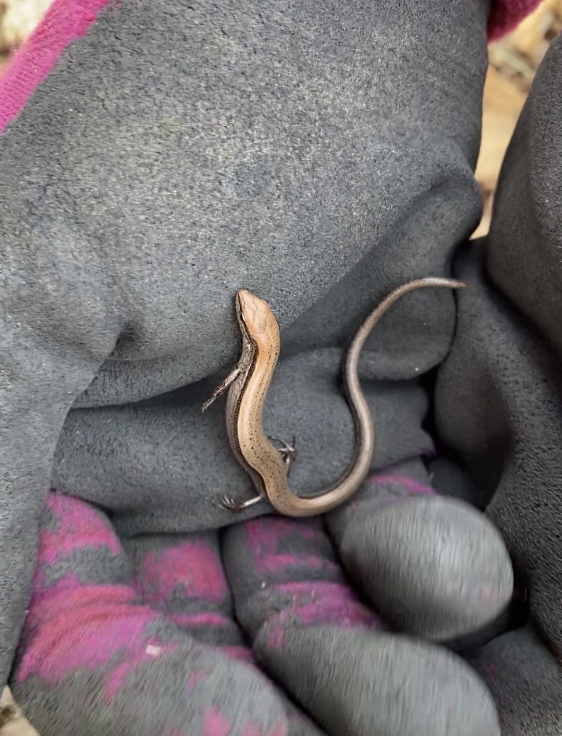 Tay Con Linh Ground Skink, Scincella alia