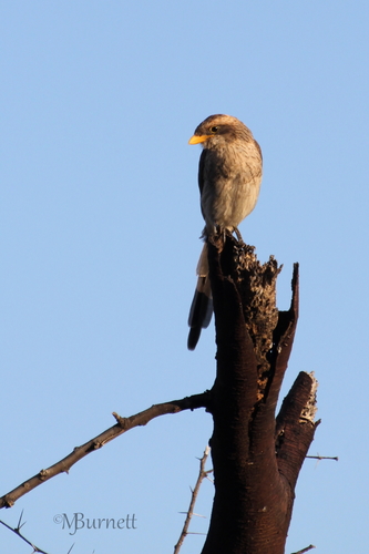 Yellow-billed Shrike