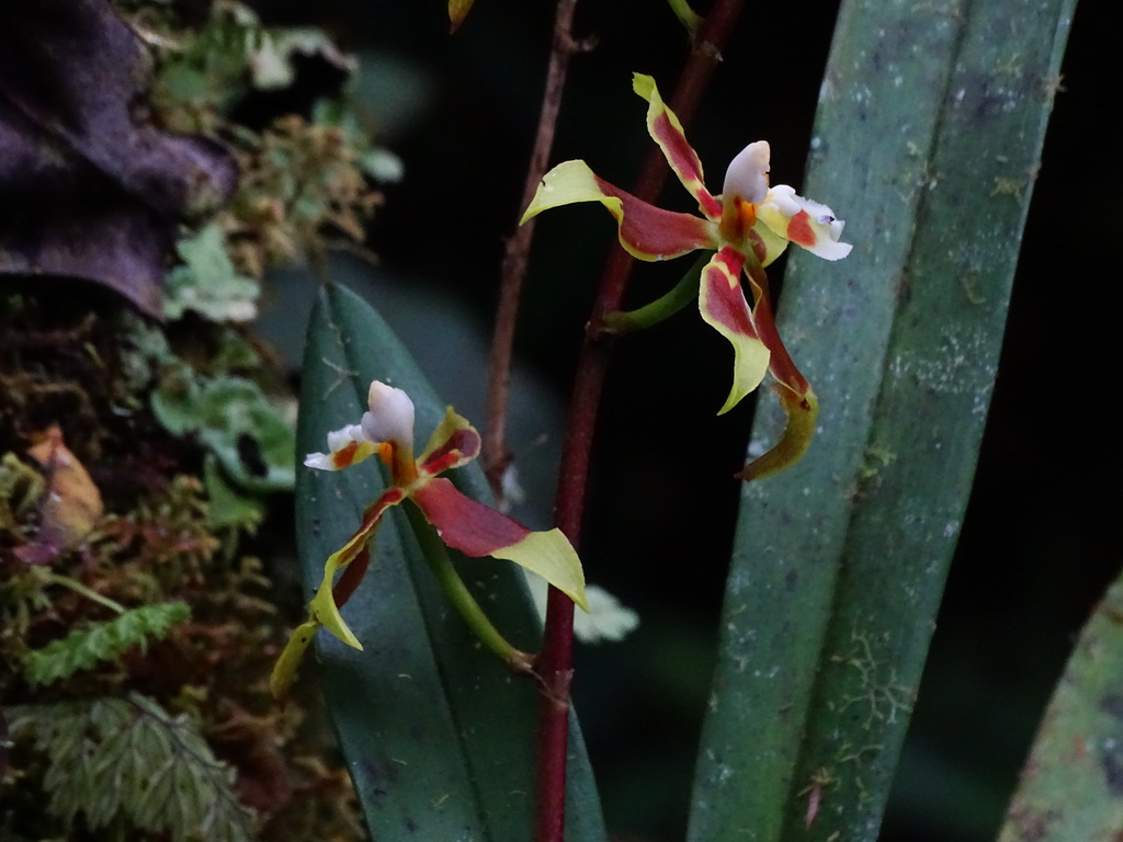 Oncidium cruentoides; photograph (c) biped_cub, some rights reserved (CC BY)