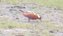 Phalaropus fulicarius