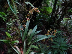 (c) biped_cub, some rights reserved (CC BY) Oncidium cruentoides, photograph (c) biped_cub, some rights reserved (CC BY)