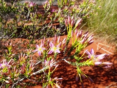 Calytrix carinata