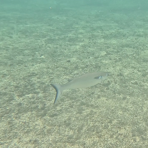 White mullet (Mugil curema) — Mugilidae