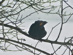 Turdus merula