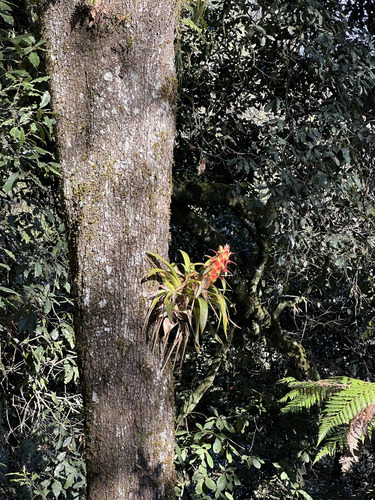 imperial airplant (Tillandsia imperialis)