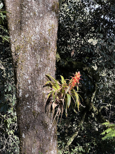 Tillandsia imperialis, photograph 2