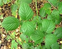 Rubus mucronatiformis