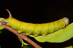 Cephonodes janus simplex