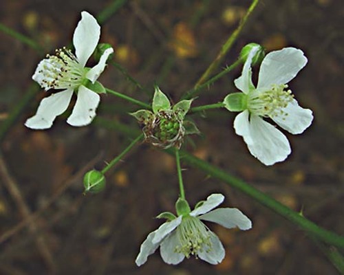 Naked-stemmed Bramble (Rubus mucronatiformis)