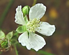 Rubus mucronatiformis