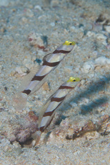 Stonogobiops xanthorhinicus