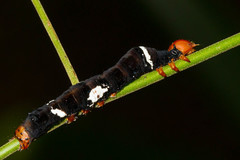 Serrodes mediopallens