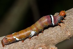 Serrodes mediopallens