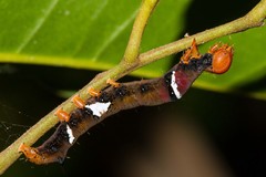 Serrodes mediopallens